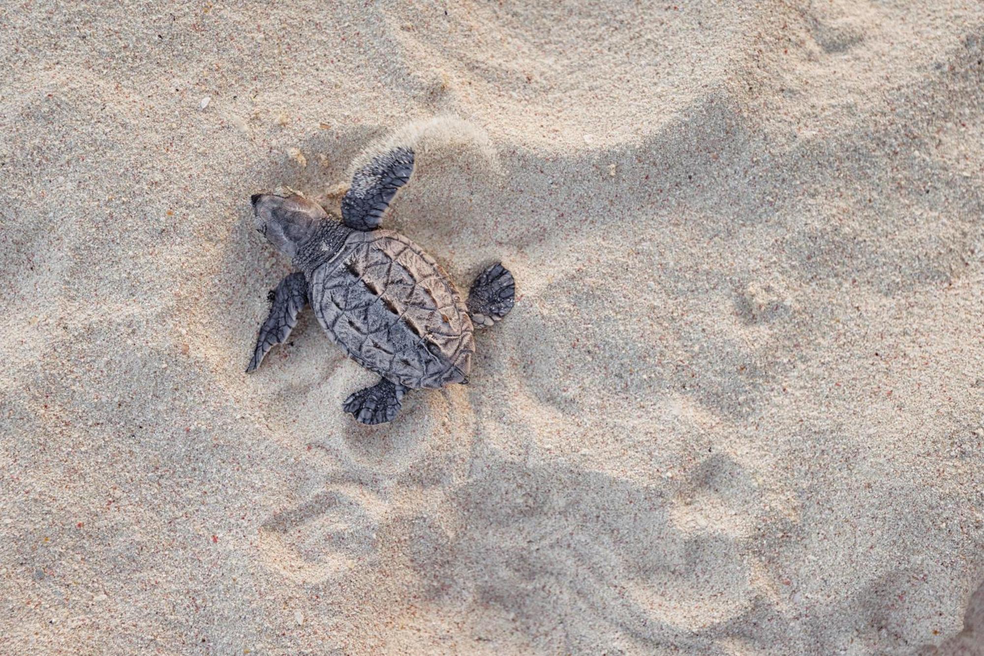 Sandals Barbados All Inclusive - Couples Only (Adults Only) Christchurch Eksteriør billede